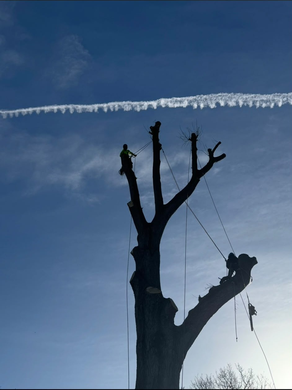 Two climbers silhouetted against the sky finishing a large tree removal