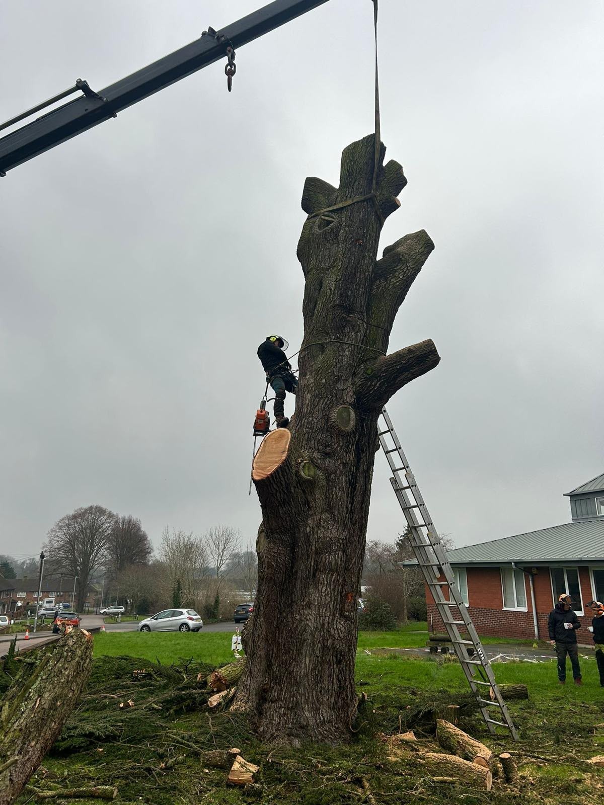 Vehicle-mounted crane sectionally dismantling a tall stripped oak on a residential removal