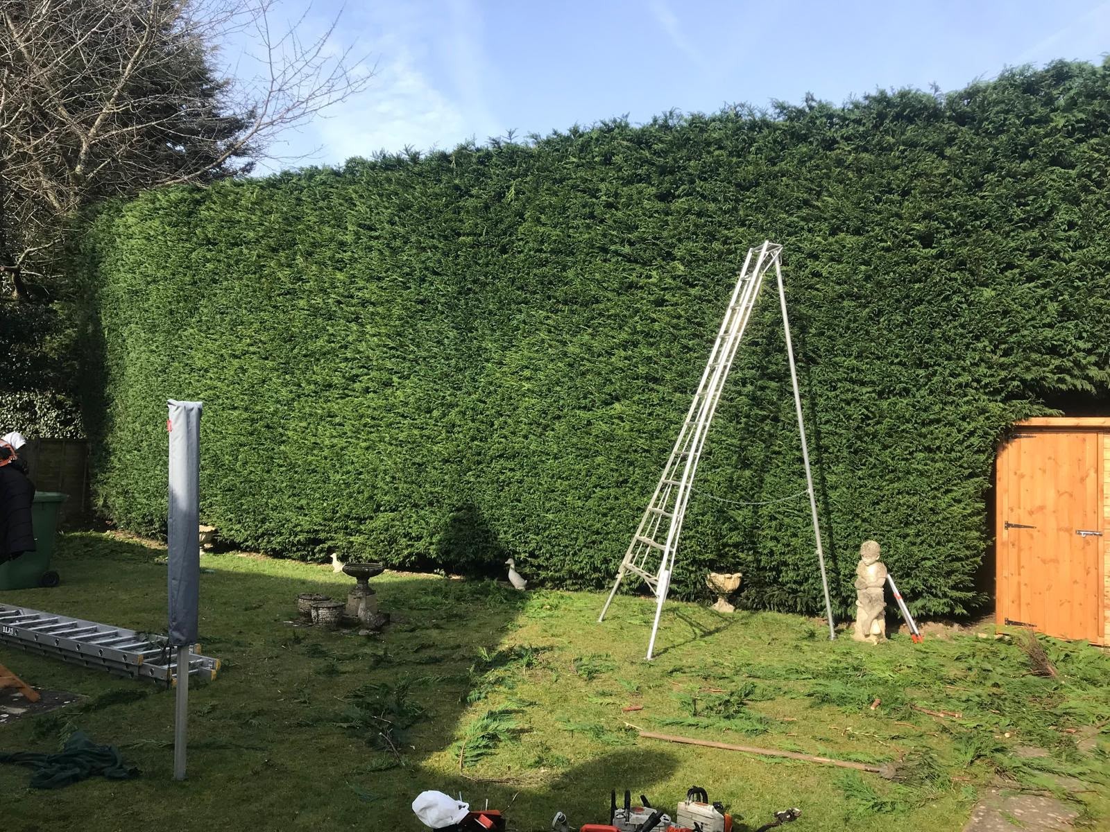 Tall conifer hedge being trimmed with a tripod ladder in a Buckinghamshire garden